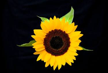 Sunflower 5 thumb