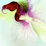 Orchid 7 by Richard Dunkley