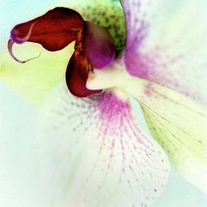 Orchid 7