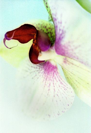 Original Fine Art Floral Photography by Richard Dunkley