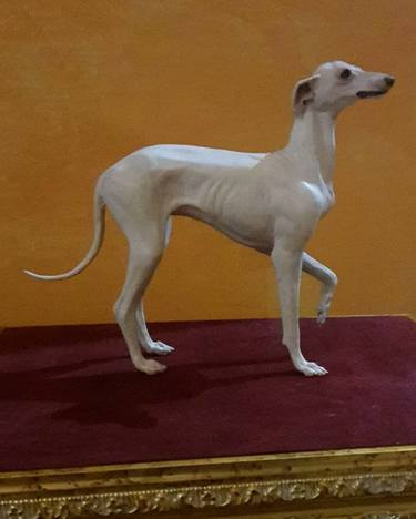 Italian white greyhound thumb