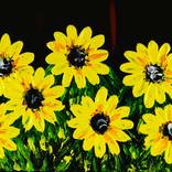 Sunflower 2 60x25cm by Daniel Urbaník