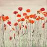 Collection Poppies
