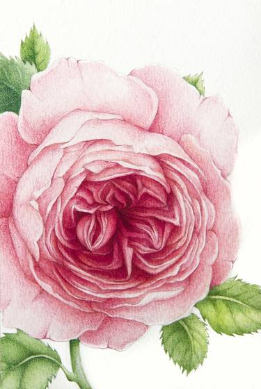 David Austin Rose thumb