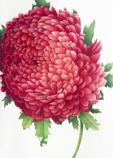 Chrysanthemum thumb