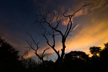 Print of Tree Photography by Ajay singh