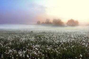 A field of dandelions thumb