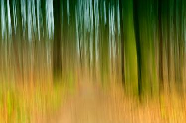 Print of Tree Photography by Martine DF