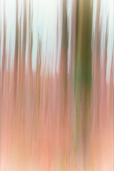 Print of Abstract Tree Photography by Martine DF
