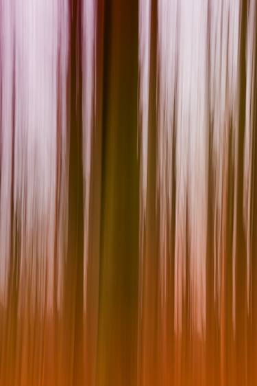 Print of Abstract Tree Photography by Martine DF
