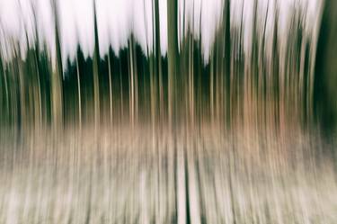 Print of Abstract Tree Photography by Martine DF