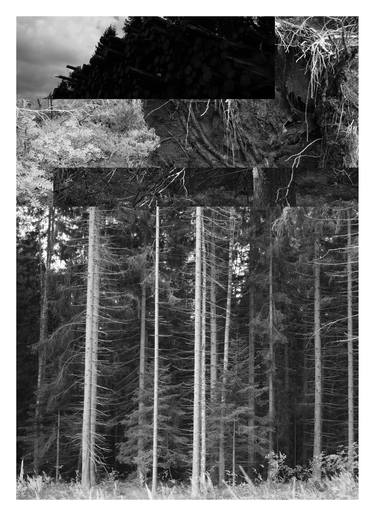 Original Nature Collage by Robert Johansson