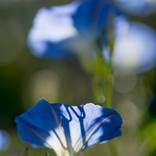 Four Morning Glories by John Lehet