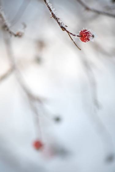 Rose Hip and Rime Ice in Fog - Limited Edition of 500 thumb