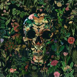 Papillon Skull