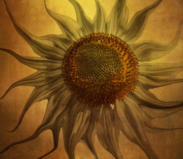 Vintage Sunny Sunflower thumb