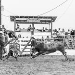 Collection American Rodeo