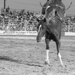 Collection American Rodeo