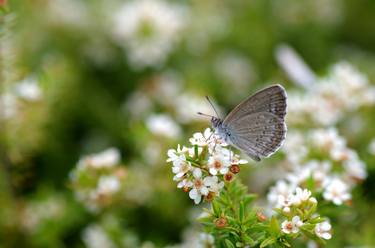 Print of Garden Photography by RDN Photography