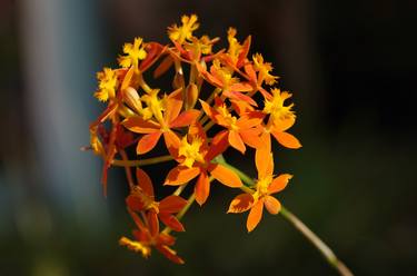 Print of Fine Art Floral Photography by RDN Photography