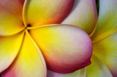 Frangipani thumb