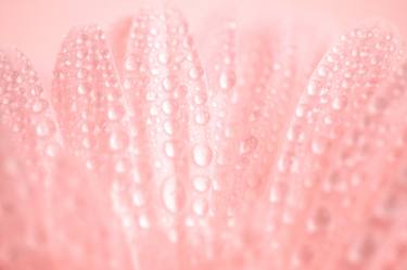 Close-Up Pink Daisy Floral Nature Photo thumb