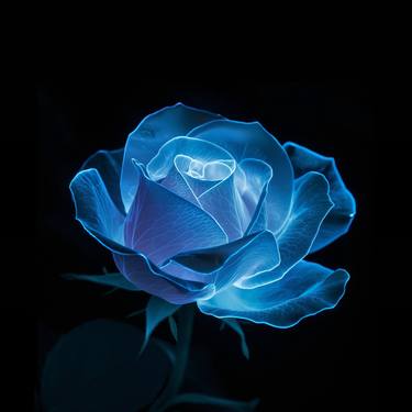 Floral Sophistication Bioluminescent Rose on Black Digital Art thumb