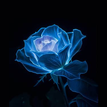 Whispers of Twilight Bioluminescent Rose on Black Digital Art thumb
