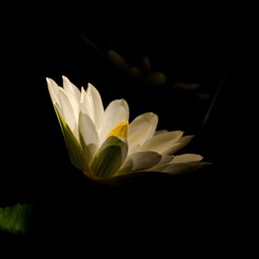 Spotlight on Waterlily Nature / Floral Night Photo thumb