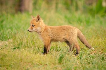 Print of Realism Animal Photography by Melissa Fague - PIPA Fine Art