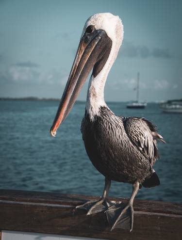 Bob The Pelican 2 Colorized Wildlife Photo thumb