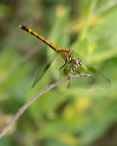 Print of Animal Photography by Melissa Fague - PIPA Fine Art