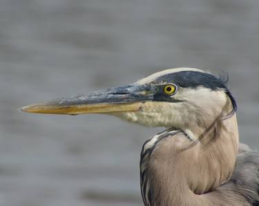 Print of Realism Animal Photography by Melissa Fague - PIPA Fine Art