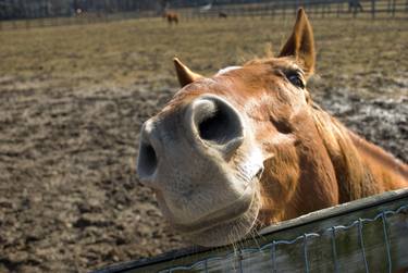 Nosy Horse Domestic / Farm Animal thumb