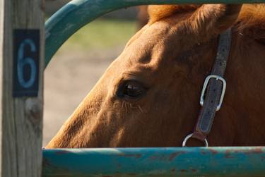 Print of Realism Animal Photography by Melissa Fague - PIPA Fine Art