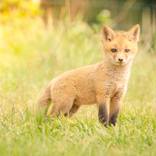 Collection Animal / Wildlife Wall Art