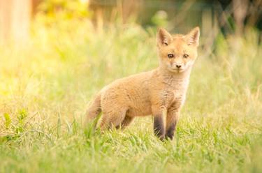 Baby Red Fox in the Sun thumb