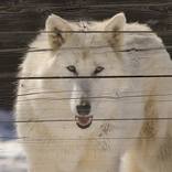 Collection Animal / Wildlife Wall Art