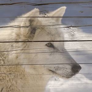 Collection Animal / Wildlife Wall Art