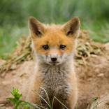 Collection Animal / Wildlife Wall Art