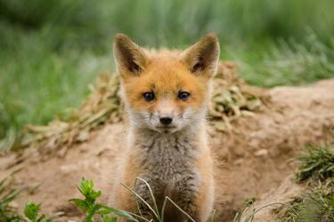 Coming Out Baby Red Fox Pup thumb