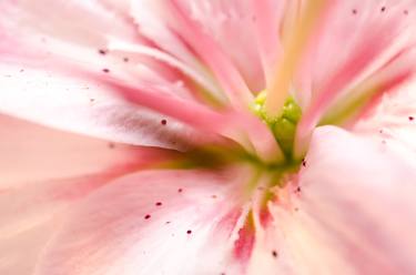 Print of Realism Floral Photography by Melissa Fague - PIPA Fine Art