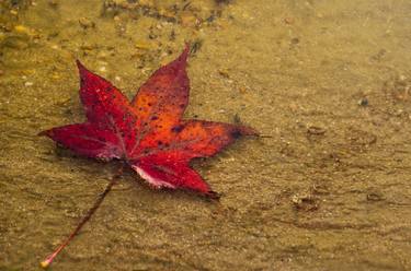 Print of Realism Botanic Photography by Melissa Fague - PIPA Fine Art