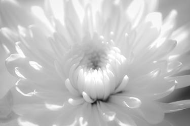 Print of Abstract Floral Photography by Melissa Fague - PIPA Fine Art