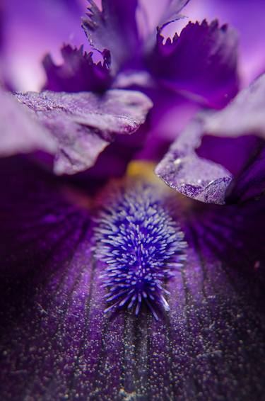 Print of Realism Floral Photography by Melissa Fague - PIPA Fine Art