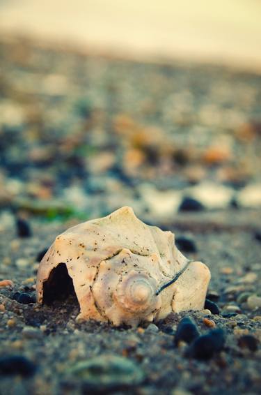 Shell at Bowers Beach Nature / Coastal thumb