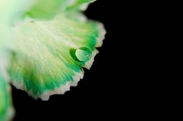 Print of Minimalism Floral Photography by Melissa Fague - PIPA Fine Art