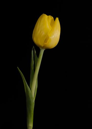 Yellow Tulip on Black Nature / Floral thumb