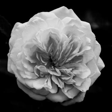 Alchymist Rose Black & White - Square thumb