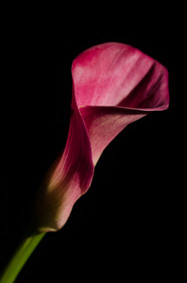 Original Minimalism Floral Photography by Melissa Fague - PIPA Fine Art